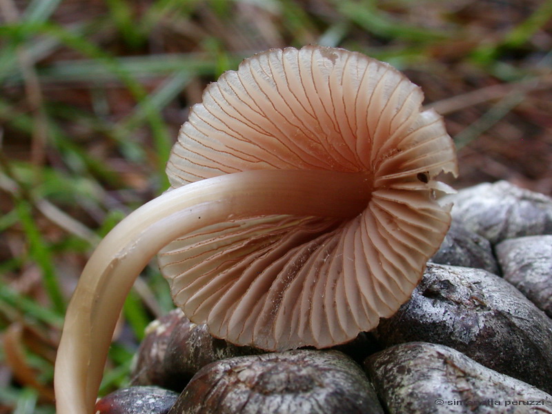 Funghi delle dune e retrodune...